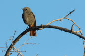 Καρβουνιαρης (Phoenicurus ochruros) στο παρκο Τριτση