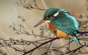 Αλκυονα (Alcedo atthis) στο παρκο Τριτση
