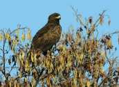 Στικταετός (Aquila clanga) στον Αλιακμονα