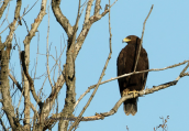 Στικταετός (Aquila clanga) στον Αλιακμονα