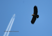 Στικταετός (Aquila clanga) στον Αλιακμονα