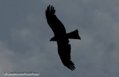 Τσιφτης-Milvus migrans