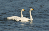 Νανοκυκνοι (Cygnus columbianus)  στο δελτα του Εβρου