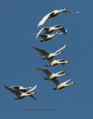 Νανοκυκνοι (Cygnus columbianus)  στο δελτα του Εβρου