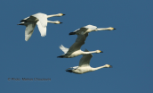 Νανοκυκνοι (Cygnus columbianus)  στο δελτα του Εβρου