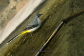 Σταχτοσουσουραδα (Motacilla cinerea) στο παρκο Τριτση