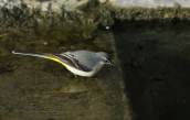 Σταχτοσουσουραδα (Motacilla cinerea) στο παρκο Τριτση