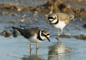Ποταμοσφυριχτες (Charadrius dubius) στη λιμνοθαλασσα Ωρωπου