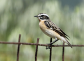 Καστανολαιμης (Saxicola rubetra) στο Δυστο στην Ευβοια