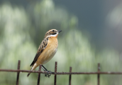 Καστανολαιμης (Saxicola rubetra) στο Δυστο στην Ευβοια