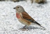 Φανετο (Carduelis cannabina) στη Ζηρεια