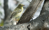 Θαμνοφυλλοσκοπος (Phylloscopus trochilus) στη Μυκονο