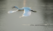 Λευκοτσικνιας (Egretta garzetta) στη λιμνοθαλασσα Ωρωπου