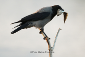 Σταχτοκουρουνα (Corvus corone) με ψαρι στο ραμφος