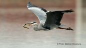 Σταχτοτσικνιας (Ardea cinerea) με χελι στη λιμνοθαλασσα Ωρωπου