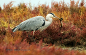 Σταχτοτσικνιας (Ardea cinerea) με χελι στη λιμνοθαλασσα Ωρωπου