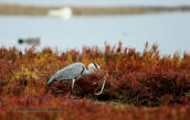 Σταχτοτσικνιας (Ardea cinerea) με χελι στη λιμνοθαλασσα Ωρωπου