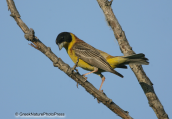Αμπελουργος-Emberiza melanocephala