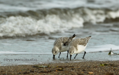 Λευκοσκαλιδρες (Calidris alba) στη λιμνοθαλασσα Ωρωπου