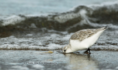 Λευκοσκαλιδρα (Calidris alba) στη λιμνοθαλασσα Ωρωπου