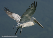 Αργυροπελεκανος-Pelecanus crispus