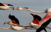 Φοινικοπτερα (Phoenicopterus ruber) στο δελτα του Εβρου