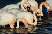 Φοινικοπτερα (Phoenicopterus ruber) στο δελτα του Εβρου