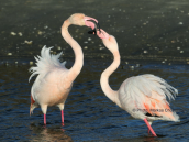 Φοινικοπτερα (Phoenicopterus ruber) στο δελτα του Εβρου