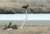 Στικταετός (Aquila clanga) στο δελτα του Εβρου