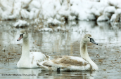 Κυκνοι (Cygnus olor) στη λιμνοθαλαασσα Ωρωπου
