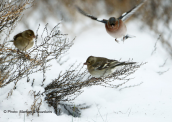 Σπινοι (Fringilla coelebs) στη λιμνοθαλασσα Ωρωπου