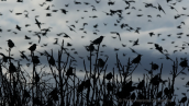 Ψαρονια (Sturnus vulgaris) στο καμπο στα Οινοφυτα