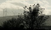 Ψαρονια (Sturnus vulgaris) στο καμπο στα Οινοφυτα