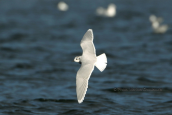 Νανογλαρος (Larus minutus) στο Σχινια