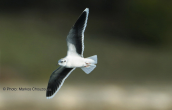 Νανογλαρος (Larus minutus) στο Σχινια