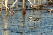 Λευκοσουσουραδα (Motacilla alba) περπαταει προσεκτικα πανω στο παγωμενο νερο στη λιμνοθαλασσα Ωρωπου