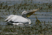 Αργυροπελεκανος-Pelecanus crispus