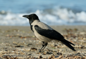 Σταχτοκουρουνα (Corvus corone) στη λιμνοθαλασσα Ωρωπου