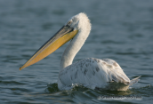 Αργυροπελεκανος-Pelecanus crispus