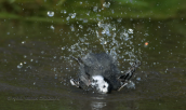 Λευκοσουσουραδα (motacilla alba) μπανιαριζεται