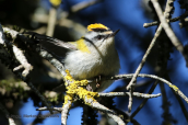 Πυροβασιλισκος (Regulus ignicapillus) στη Παρνηθα