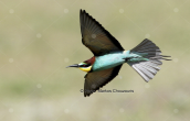 Μελισσοφαγος (Merops apiaster) στη λιμνη Κερκινη