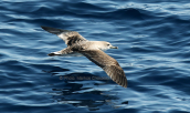 Αρτεμης (Calonectris diomedea)