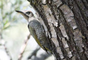 Πρασινος δρυοκολαπτης (Picus viridis) στις λιμνες των Πρεσπων