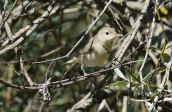 Ωχροστριτσιδα (Iduna pallida) στις λιμνες των Πρεσπων