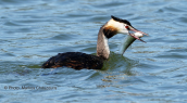 Σκουφοβουτηχαρι (Podiceps cristatus) στις λιμνες των Πρεσπων
