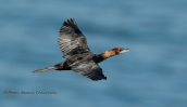 Λαγγονα (Phalacrocorax pygmeus) στις λιμνες των Πρεσπων