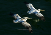 Αργυροπελεκανοι (Pelecanus crispus) στις λιμνες των Πρεσπων