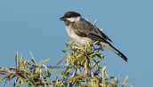 Κλειδωνας (Poecile lugubris) στις λιμνες των Πρεσπων