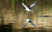 Αργυρογλαρονο (Chlidonias leucopterus) στο παρκο Τριτση